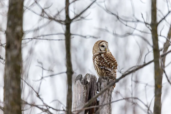 Gros Plan Belle Chouette Dans Habitat Naturel — Photo