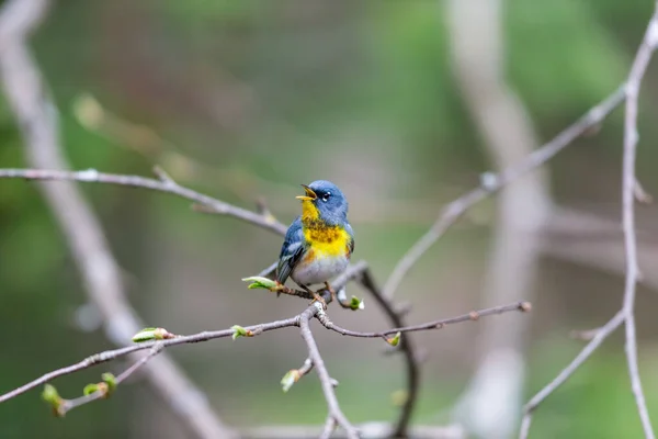 Primer Plano Hermoso Pájaro Salvaje Posado Rama —  Fotos de Stock