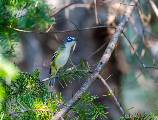 Primo Piano Bellissimo Uccello Selvatico Appollaiato Ramo — Foto Stock