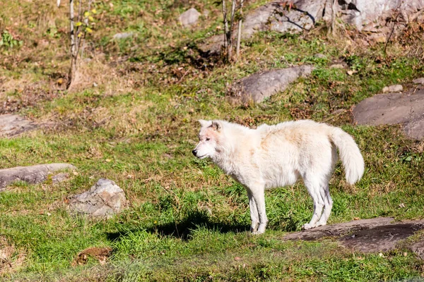 Aussichtsreiche Aufnahme Des Weißen Wolfes Natürlichem Lebensraum — Stockfoto