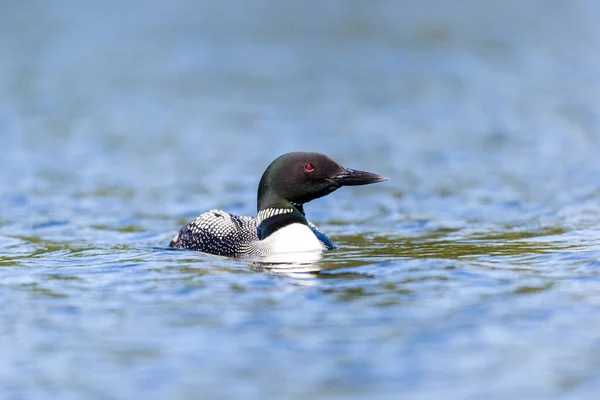 Close Shot Van Een Prachtige Wilde Eend Het Meer — Stockfoto