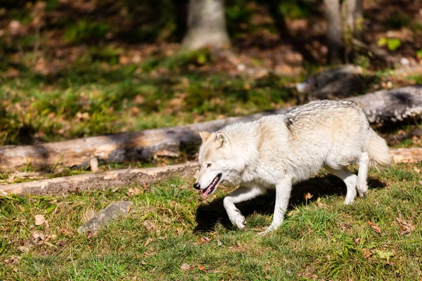 美丽的白狼在大自然中的特写 — 图库照片