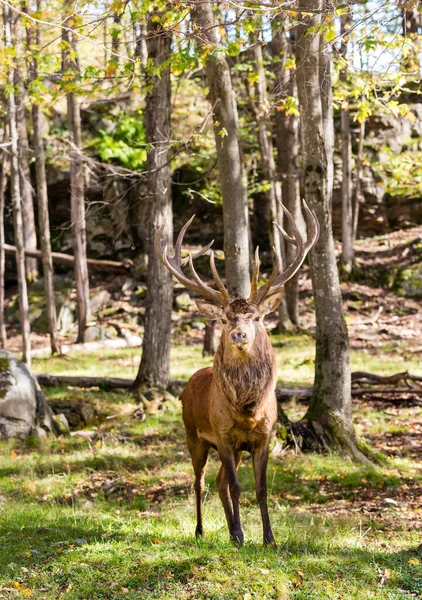 Schöne Rothirsche Wald Frühlingstag — Stockfoto