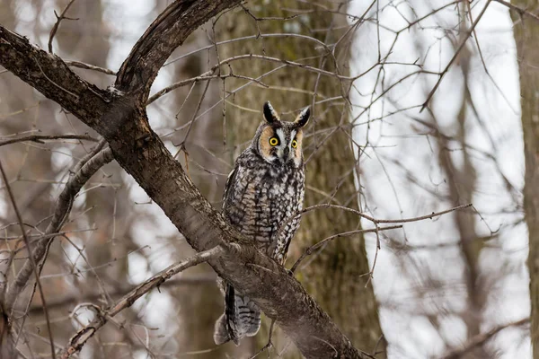 Gros Plan Belle Chouette Dans Habitat Naturel — Photo