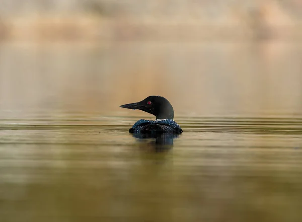 Close Shot Van Een Prachtige Wilde Eend Het Meer — Stockfoto