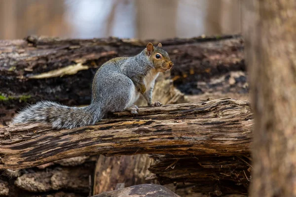 Close Shot Adorable Squirrel Forest — Stock Photo, Image