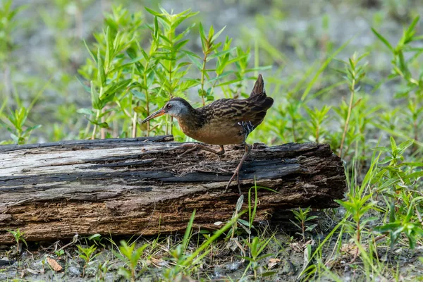 Close Shot Wild Bird Natural Habitat — Stock Photo, Image