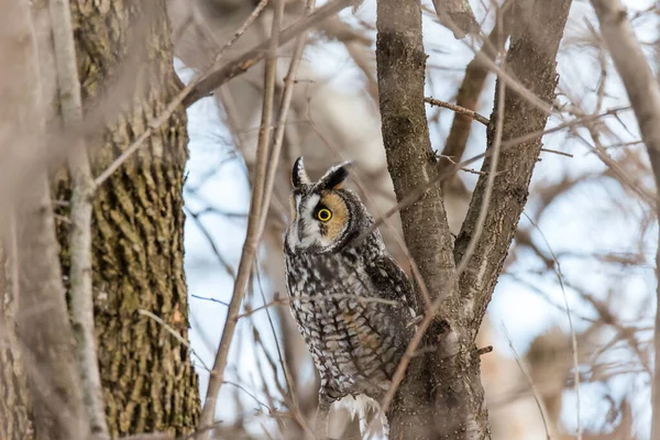 Gros Plan Belle Chouette Dans Habitat Naturel — Photo