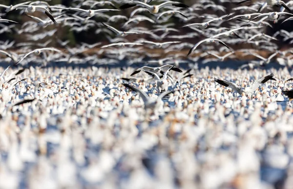 Stor Flock Vita Gäss Naturlig Livsmiljö — Stockfoto