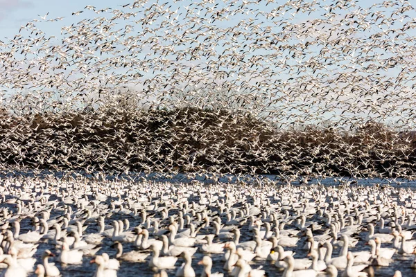 Stor Flock Vita Gäss Naturlig Livsmiljö — Stockfoto