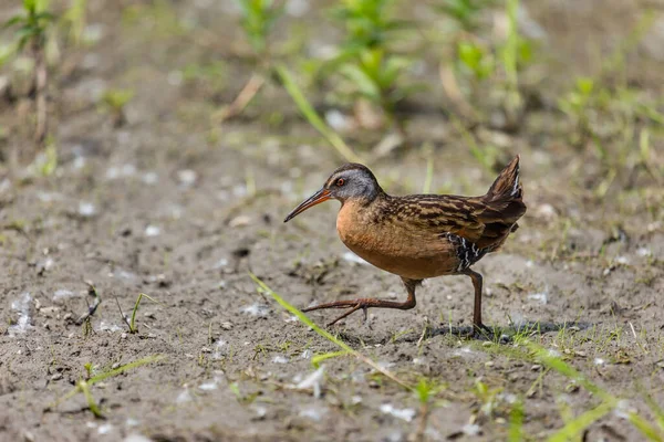 Close Shot Beautiful Bird Natural Habitat — Stock Photo, Image