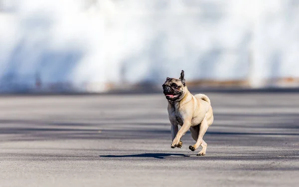 Primer Plano Adorable Pug Corriendo Sobre Asfalto — Foto de Stock