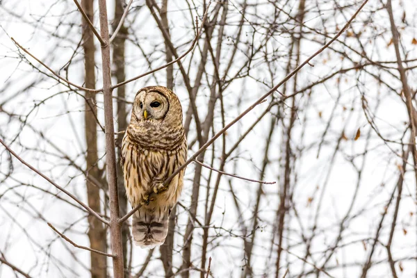 Gros Plan Belle Chouette Dans Habitat Naturel — Photo