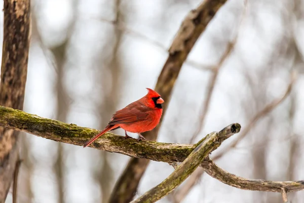 Close Beautiful Wild Bird Perching Branch — Stock Photo, Image