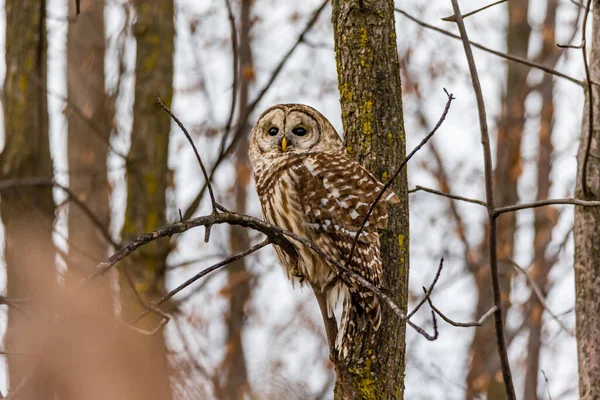 Gros Plan Belle Chouette Dans Habitat Naturel — Photo