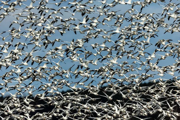 Большое Стадо Белых Гусей Естественной Среде Обитания — стоковое фото