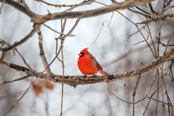 Red Headed Cardinal Perched Branch — Fotografia de Stock