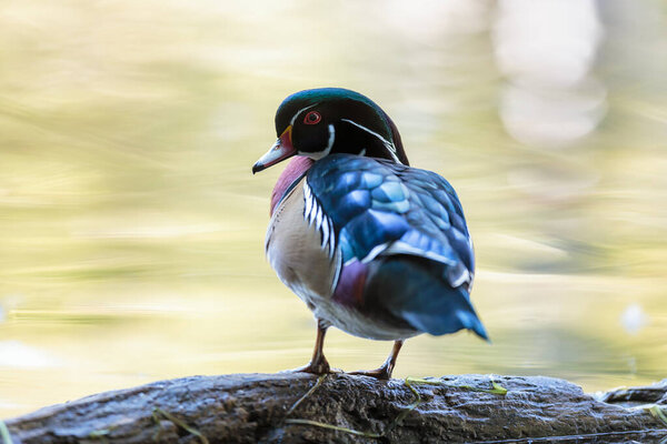 крупный план красивой кряквы на озере