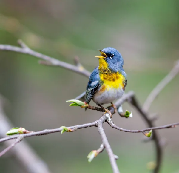 Close Beautiful Wild Bird Perching Branch — Stock Photo, Image