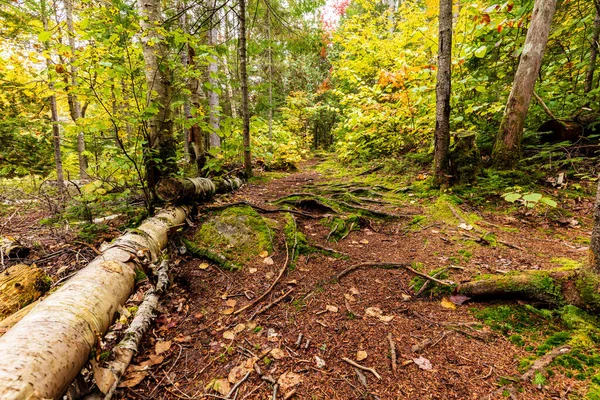 Malebná Podzimní Lesní Krajina Pro Pozadí — Stock fotografie