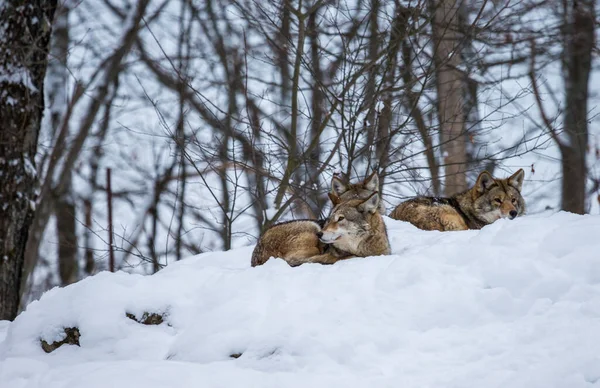Close Shot Wild Wolves Lying Snow Nature — Foto de Stock