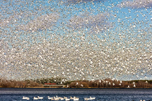 Grote Kudde Witte Ganzen Natuurlijke Habitat — Stockfoto