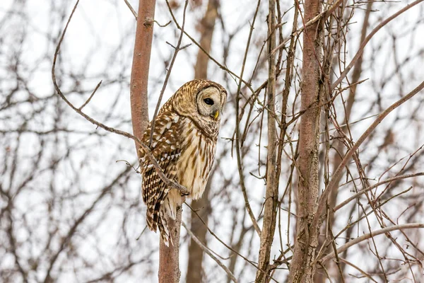 Gros Plan Belle Chouette Dans Habitat Naturel — Photo