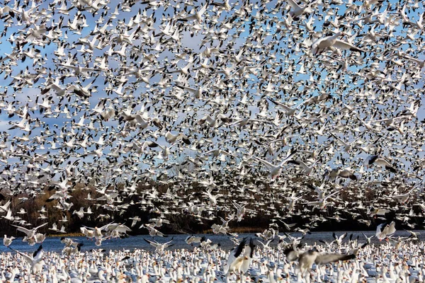 Stor Flock Vita Gäss Naturlig Livsmiljö — Stockfoto