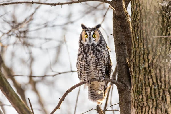 Gros Plan Belle Chouette Dans Habitat Naturel — Photo