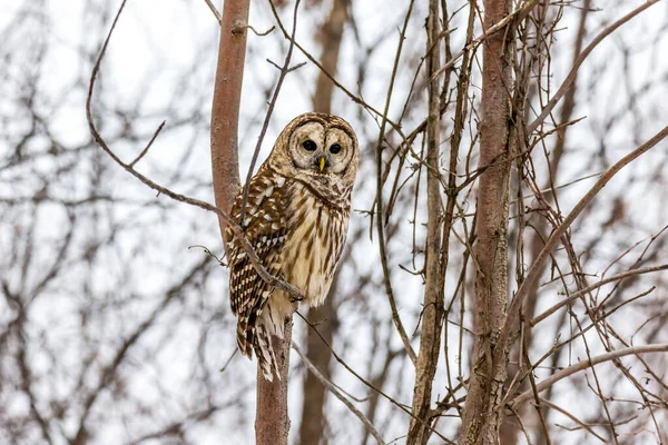 Close Shot Beautiful Owl Natural Habitat — Stock Photo, Image