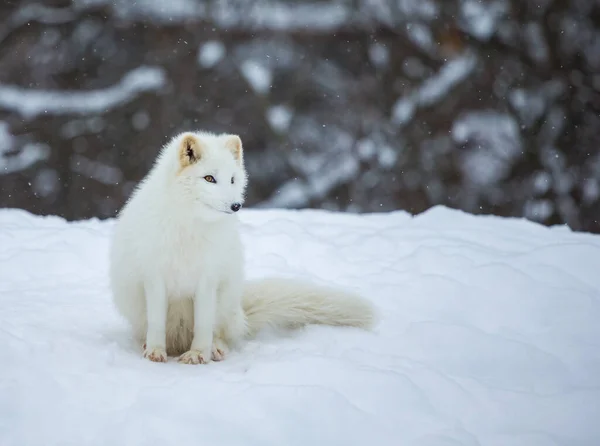 Nahaufnahme Des Schönen Polarfuchses Auf Die Natur — Stockfoto