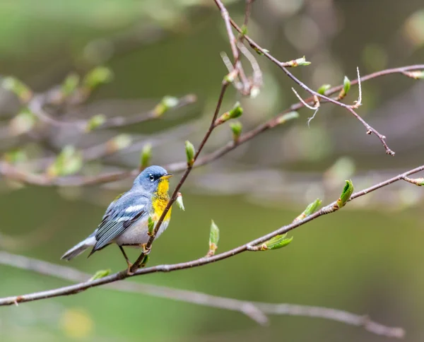 Gros Plan Magnifique Oiseau Sauvage Perché Sur Une Branche — Photo