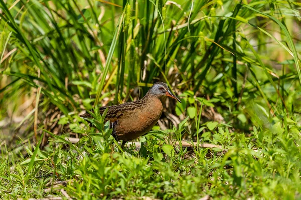 Close Shot Bird Sitting Green Grass — Stock Photo, Image