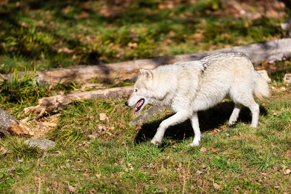 Primo Piano Colpo Bel Lupo Bianco Sulla Natura — Foto Stock