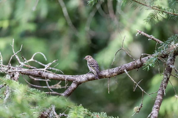 枝の上に広がる美しい野鳥のクローズアップ — ストック写真