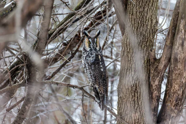 Gros Plan Belle Chouette Dans Habitat Naturel — Photo