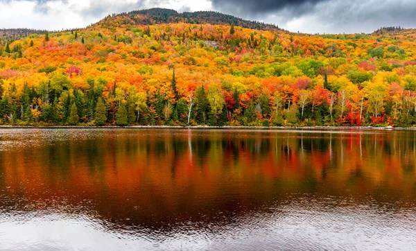 Malerische Herbstliche Waldlandschaft Als Hintergrund — Stockfoto