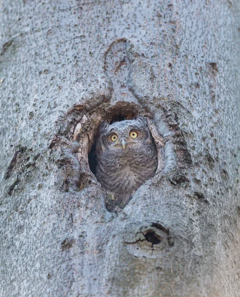 Close Shot Beautiful Owl Natural Habitat — Stock Photo, Image