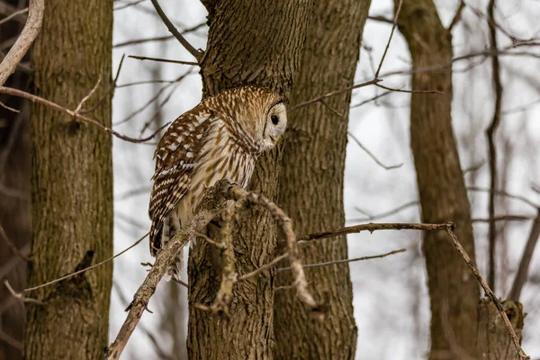 Gros Plan Belle Chouette Dans Habitat Naturel — Photo