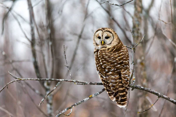 Close Shot Beautiful Owl Natural Habitat — Stock Photo, Image