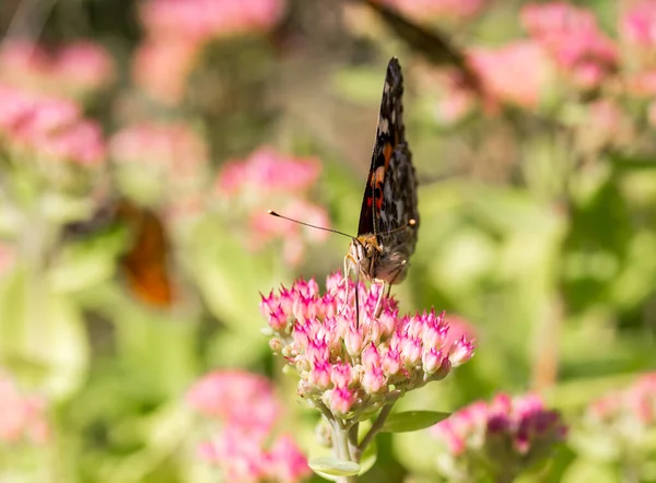花の上で美しい蝶のクローズアップショット — ストック写真