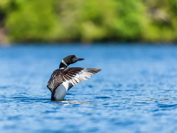 Gros Plan Beau Canard Colvert Sur Lac — Photo