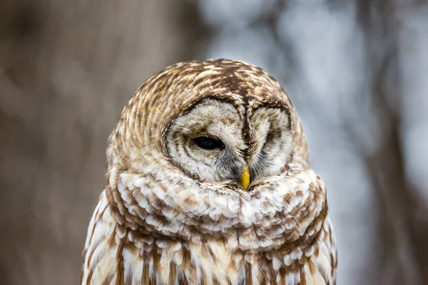 Close Shot Van Mooie Uil Natuurlijke Habitat — Stockfoto