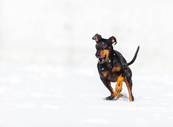 可愛いです若いですDoberman犬遊びで雪 — ストック写真