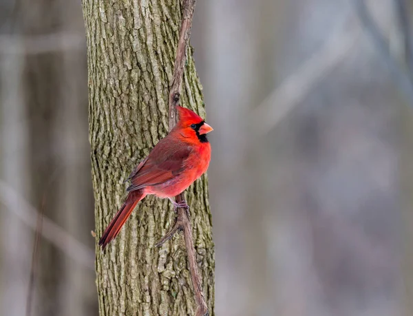 枝の上に広がる美しい野鳥のクローズアップ — ストック写真