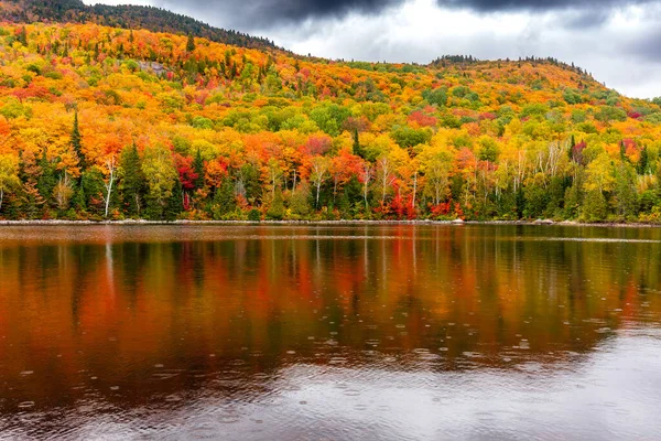 Vacker Höst Skog Landskap För Bakgrund — Stockfoto