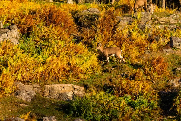 Aussichtsreiche Aufnahme Von Wildziegen Bergwald Herbst — Stockfoto