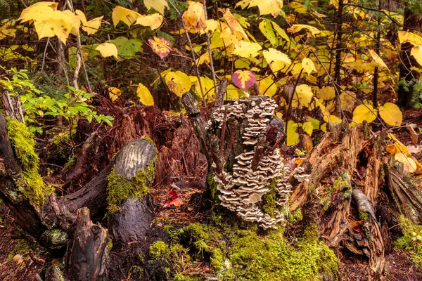 Malebná Krajina Krásného Podzimního Lesa — Stock fotografie