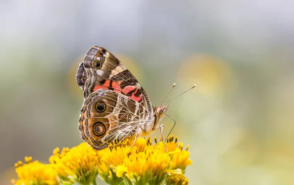 Nahaufnahme Von Schönen Schmetterling Auf Blume — Stockfoto