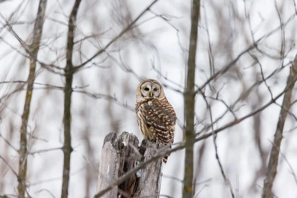 Gros Plan Belle Chouette Dans Habitat Naturel — Photo